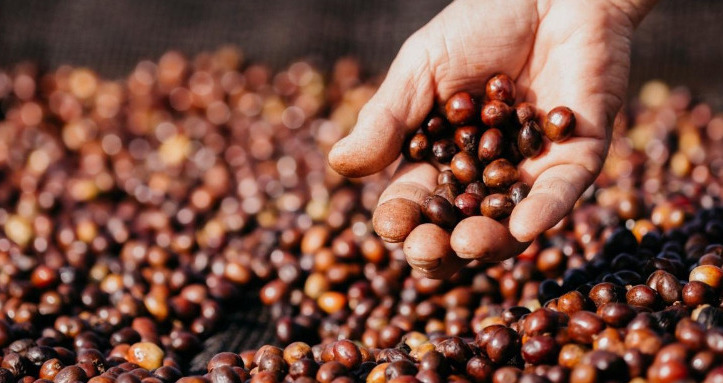 PRÊMIO CAFÉ QUALIDADE PARANÁ VAI JULGAR GRÃOS FERMENTADOS